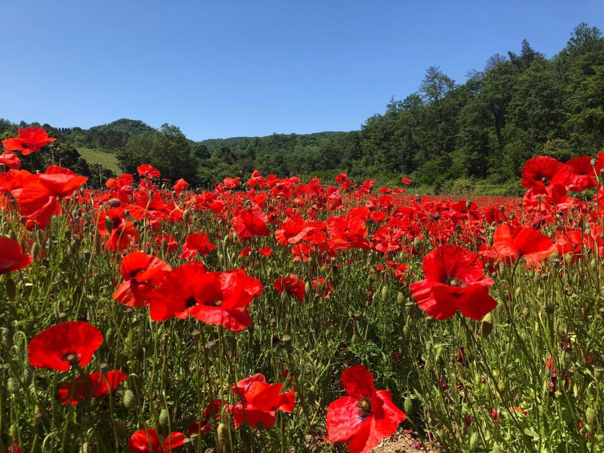 Podere Badia Valdrago Agriturismo Mugello Circuit สการ์เปริอา ภายนอก รูปภาพ